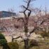 桜祭石楠花会総会･交歓会のご案内【確定】